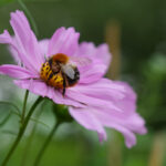 Eine Hummel im Garten der Sinne sitzt auf einer Blüte