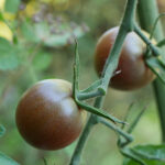 Nahaufnahme dunkler Tomaten