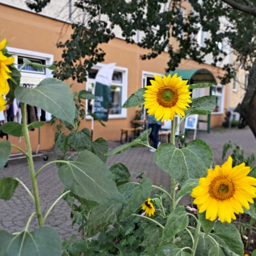 Eingang des Stadtteilzentrums Hellersdorf-Ost im Fokus sind 3 Sonnenblumen
